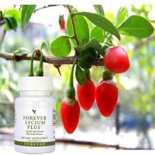 Forever Lycium Plus réf 72